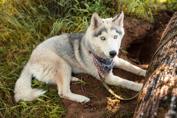 Husky has a white gray fur, bright blue eyes, rests outside in park on the grass, in summer time. His tongue hangs out of his mouth.