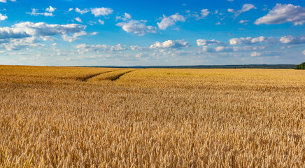 Wheat field on a summer day. Ripe harvest.