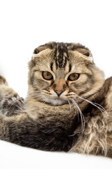 Isolated photo of a Scottish fold kitten