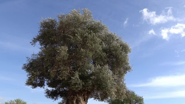 Olive tree (Olea europaea) with moving green branches in slight breeze and blue sky