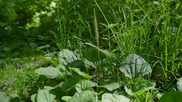 Blooming Plantago major (Broadleaf plantain)