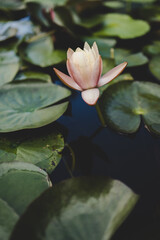 pink water lilies