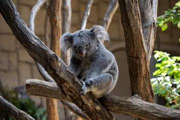 Fotobehang 木で休むコアラ © Mthrmyt