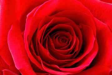 Detail of red rose flower petals, texture. closeup.