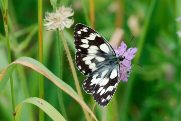 Marbled white butterfly male sitting on a purple flower in a meadow. Tall grass. Genus species Melanargia galathea.