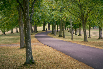 A lane passing through trees in autumn with person walking