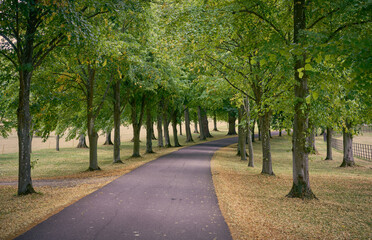 An empty lane passing through trees in autumn