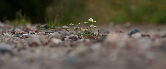 SUMMER LANDSCAPE - Blooming chamomile flowers on dirt road