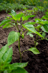 A small pepper fruit will ripen on a bush in the open field