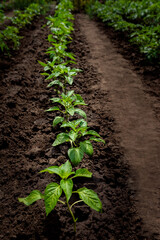 Pepper bushes grow in rows in open ground