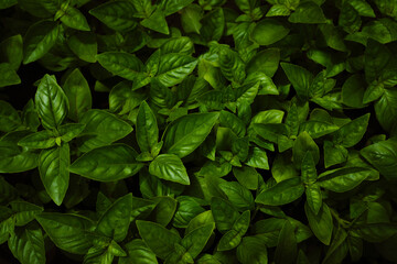 Green basil on a dark background, top view