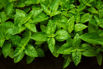 Green basil on a dark background, top view