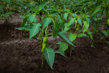 A small pepper fruit will ripen on a bush in the open field