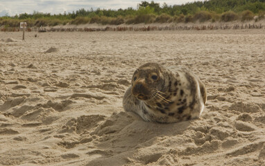 Seal on the Beach in Poland