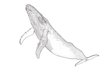 illustration of a humpback whale 