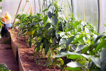 Harvest of sweet green unripe bell peppers growing in a farm greenhouse.