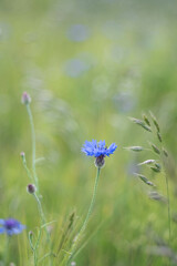 Cornflower in the green field