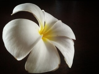 Fototapeta na wymiar Flowers,White flower, Frangipani, Plumeria, Templetree, Apocynaceae.