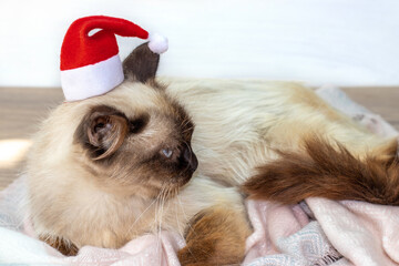 Fototapeta na wymiar siamese thai cat with santa claus little cap sitting on the floor,pink warm soft scarf.angry upset kitty lying on floor,eyes half closed.christmas concept,new year,winter holidays.domestic pets