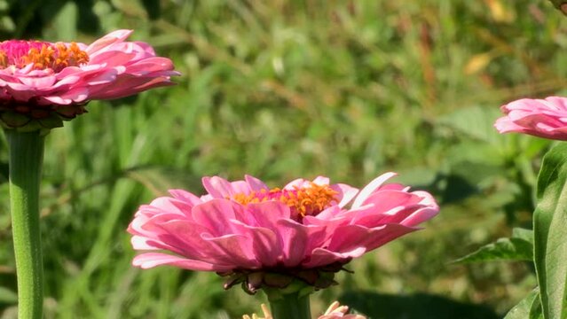 Close-up of red zinnia flowers, with the green background of the leaves.