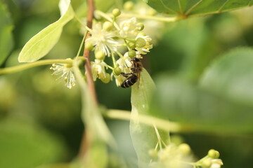 small beautiful bee on the linden tree blossom in the garden