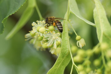 bee on a flower