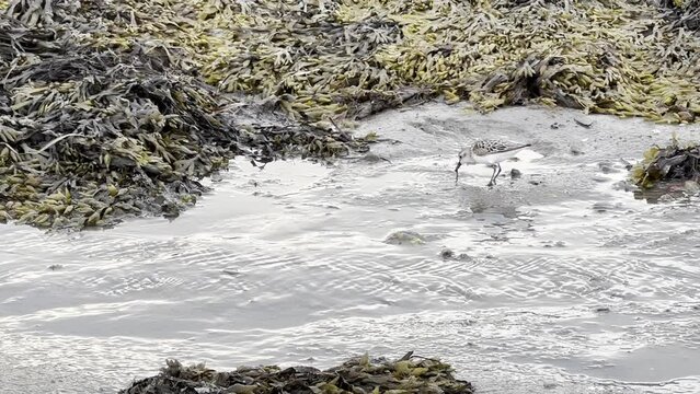 Poking Plover Pulls & Eats Sandworms at Ocean Shoreline Among Seaweed
