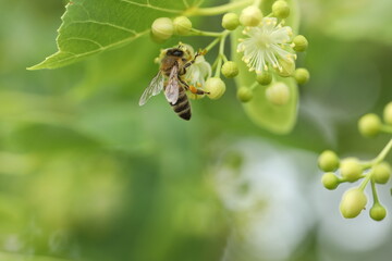 bee on a flower