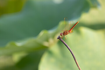 red dragonfly on a stem
