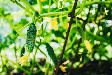 Cucumber. Young plant cucumbers on a branch in a greenhouse with yellow flowers.