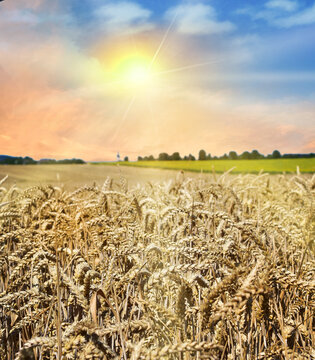 Wheat field grain harvest landscape agriculture summer