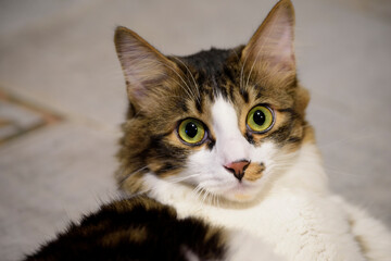 the lazy but very cute cat of the house grows up lying down every day