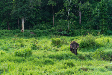 Asian elephant wildlife in nature