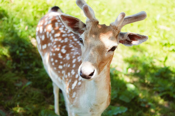 The cutest young deer in the summer park. 