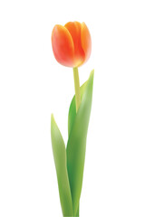 red tulips vector illustration