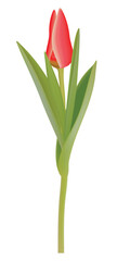 Obraz premium red tulip isolated on white