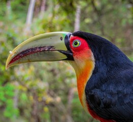 Red-breasted Toucan: Ramphastos dicolorus 