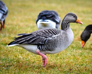 Graylag goose (Anser anser)
