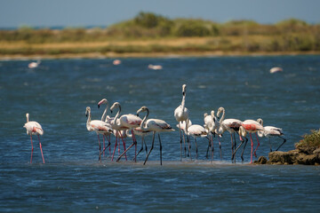 Naklejka premium A group of Greater Flamingos (Phoenicopterus roseus) feeding in the lake