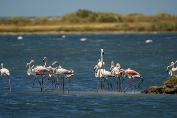 A group of Greater Flamingos (Phoenicopterus roseus) feeding in the lake