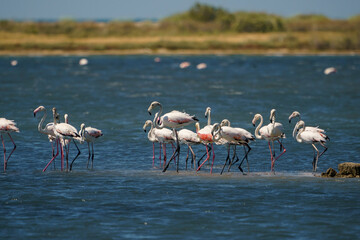 A group of Greater Flamingos (Phoenicopterus roseus) feeding in the lake