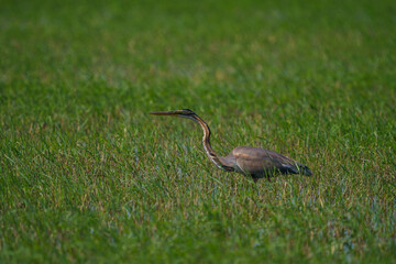 Purple Heron (Ardea purpurea) feeding on tall grass