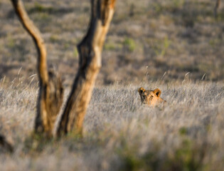 Lioness Peeks Above the Tall Grass to Survey the Savanna