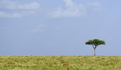 Single Acacia Tree on African Savanna