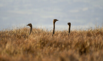 Three Somali Ostrich Infants Peek Above the High Grass of the African Plains