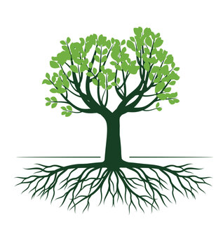 Green Tree with Roots. Vector outline Illustration.