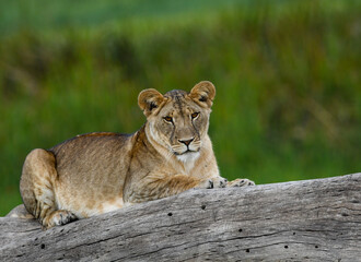 Lioness Rests on a Hollowed Log