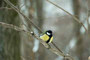 A tit in the winter forest sits on a branch. Tit in its natural habitat