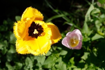 Gelb blühendeTulpe (Tulipa), Closeup, Deutschland