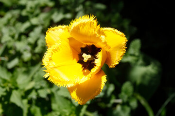 Gelb blühendeTulpe (Tulipa), Closeup, Deutschland
